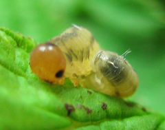 Empria pallimacula