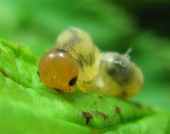 Empria pallimacula