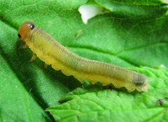 Empria pallimacula