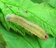 Empria pallimacula