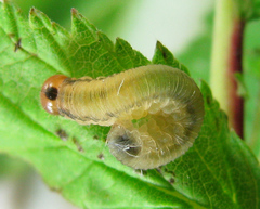 Empria pallimacula