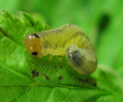 Empria pallimacula