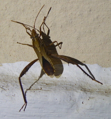 Nariscus cinctiventris