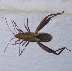 Nariscus cinctiventris