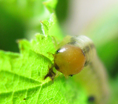 Empria pallimacula