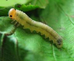 Empria pallimacula