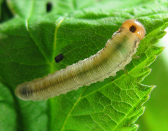 Empria pallimacula