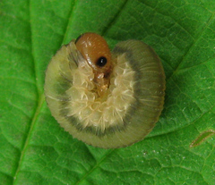 Empria pallimacula