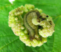 Empria pallimacula