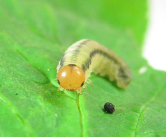 Empria pallimacula