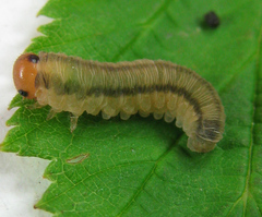 Empria pallimacula