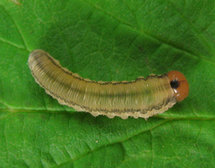 Empria pallimacula