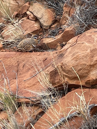 Spinifex Pigeon