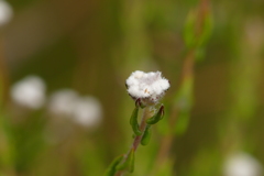 Phylica disticha