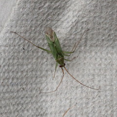 Blepharidopterus angulatus