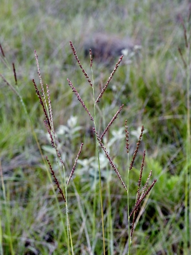 Paspalum gardnerianum