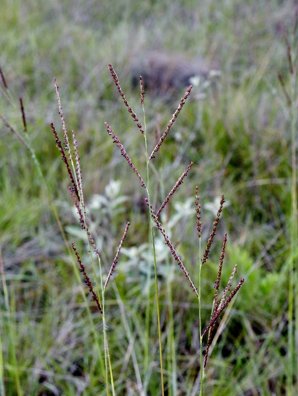 Paspalum gardnerianum