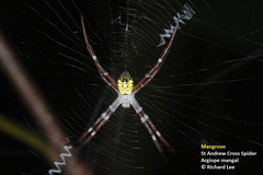 Argiope mangal