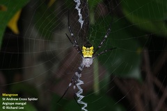 Argiope mangal