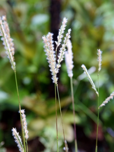 Paspalum ammodes