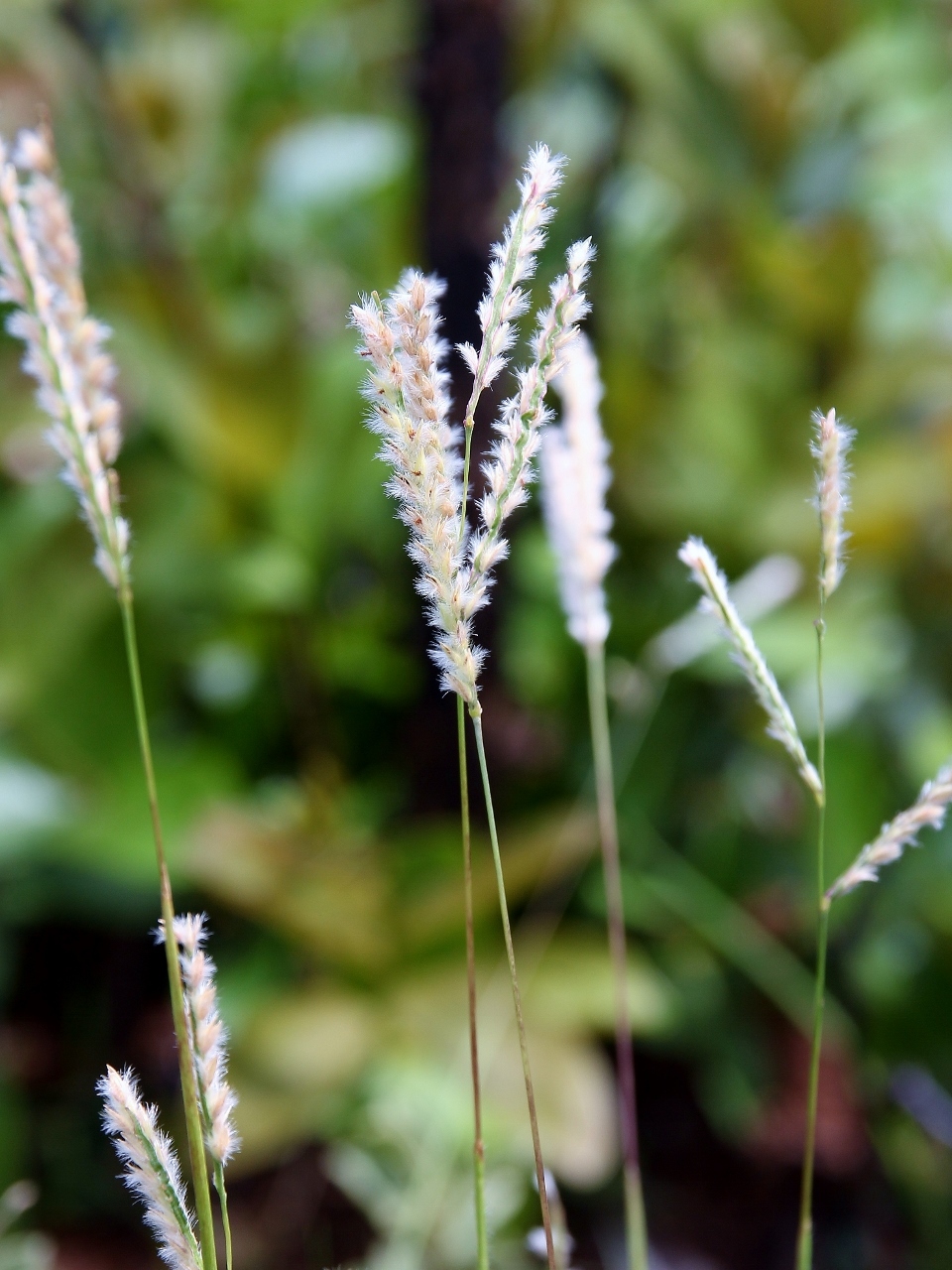 Paspalum ammodes