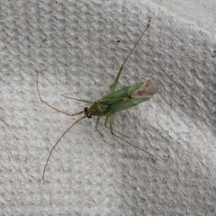 Blepharidopterus angulatus