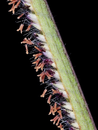 Paspalum foliiforme