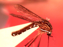 Eretmapodites quinquevittatus