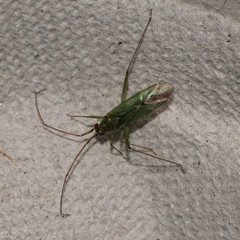 Blepharidopterus angulatus