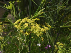 Anethum foeniculum image