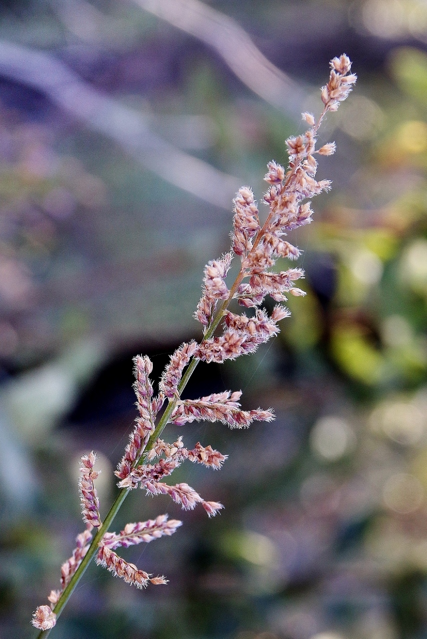 Ocellochloa chapadensis