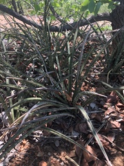 Sansevieria aethiopica