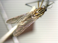 Eretmapodites quinquevittatus