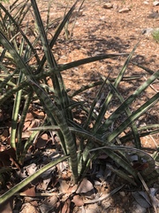 Sansevieria aethiopica