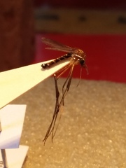 Eretmapodites quinquevittatus