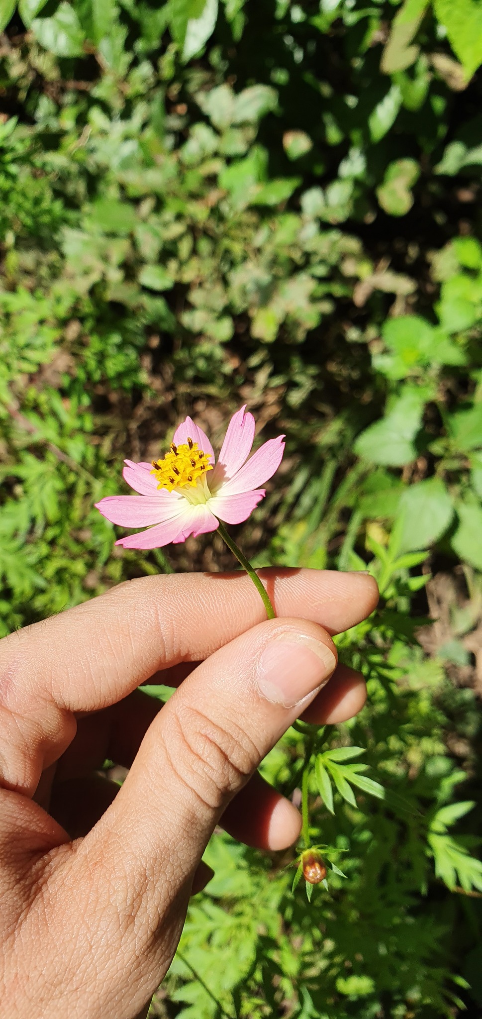 Cosmos caudatus