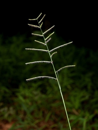Paspalum plenum