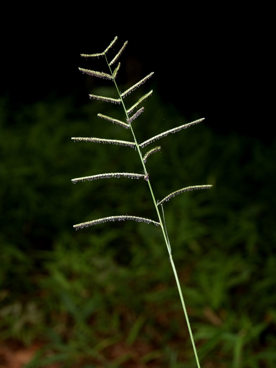 Paspalum plenum