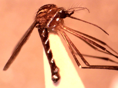 Eretmapodites quinquevittatus
