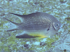 Whitebelly Damselfish photo 3
