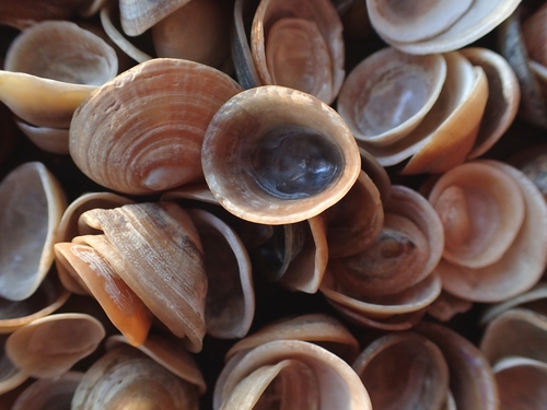 Blue-rayed Limpet