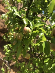 Ochna inermis