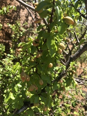 Ochna inermis