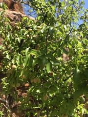 Ochna inermis