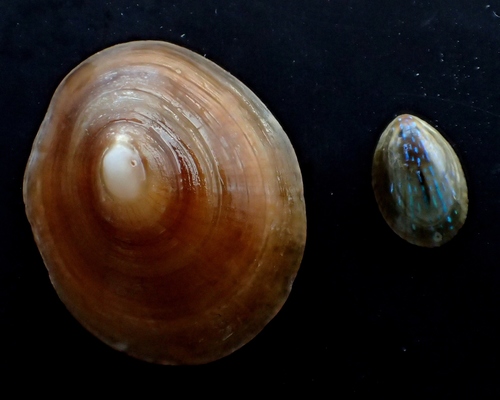 Blue-rayed Limpet