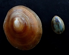 Patella pellucida
