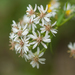Aster taiwanensis - Photo (c) Liu JimFood, some rights reserved (CC BY-NC), uploaded by Liu JimFood