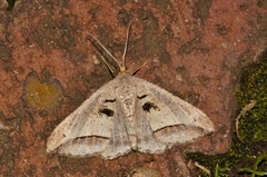 Chiasmia subcurvaria