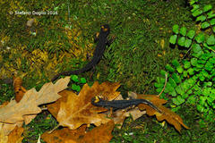 Salamandrina perspicillata