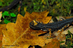 Salamandrina perspicillata